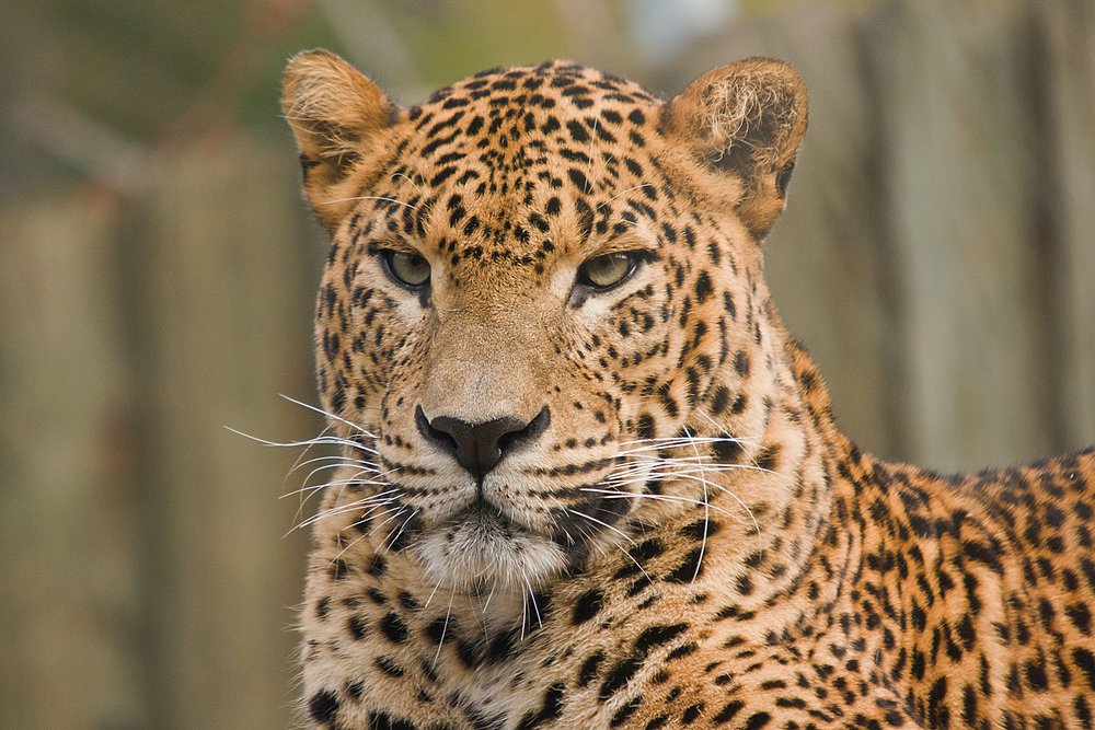 Persischer Leopard-06.JPG