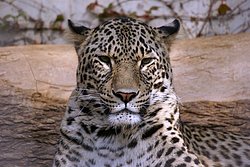 Persischer Leopard-01.jpg