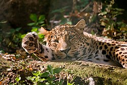 Persischer Leopard-02.JPG