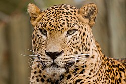 Persischer Leopard-03.JPG