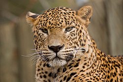 Persischer Leopard-04.JPG