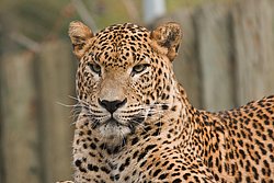 Persischer Leopard-07.JPG