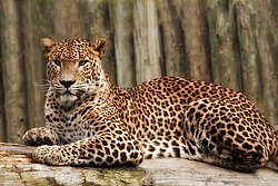 Persischer Leopard-08.jpg