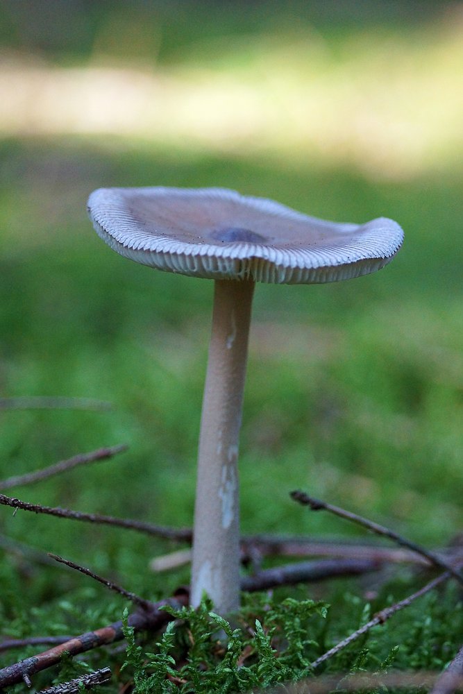 Amanita battarrae-a.jpg