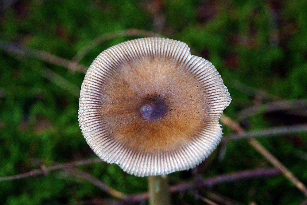 Amanita battarrae.jpg