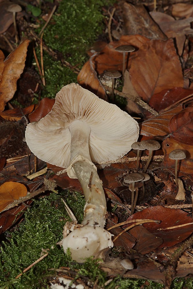 Amanita citrina-b.jpg