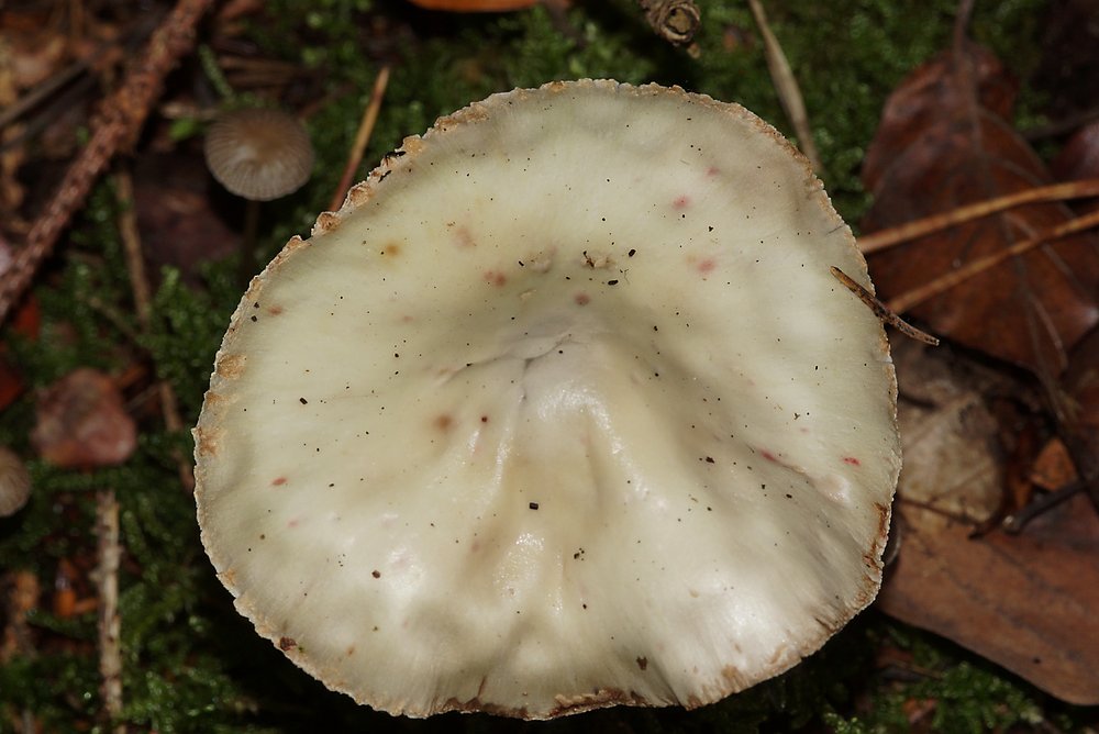 Amanita citrina.jpg