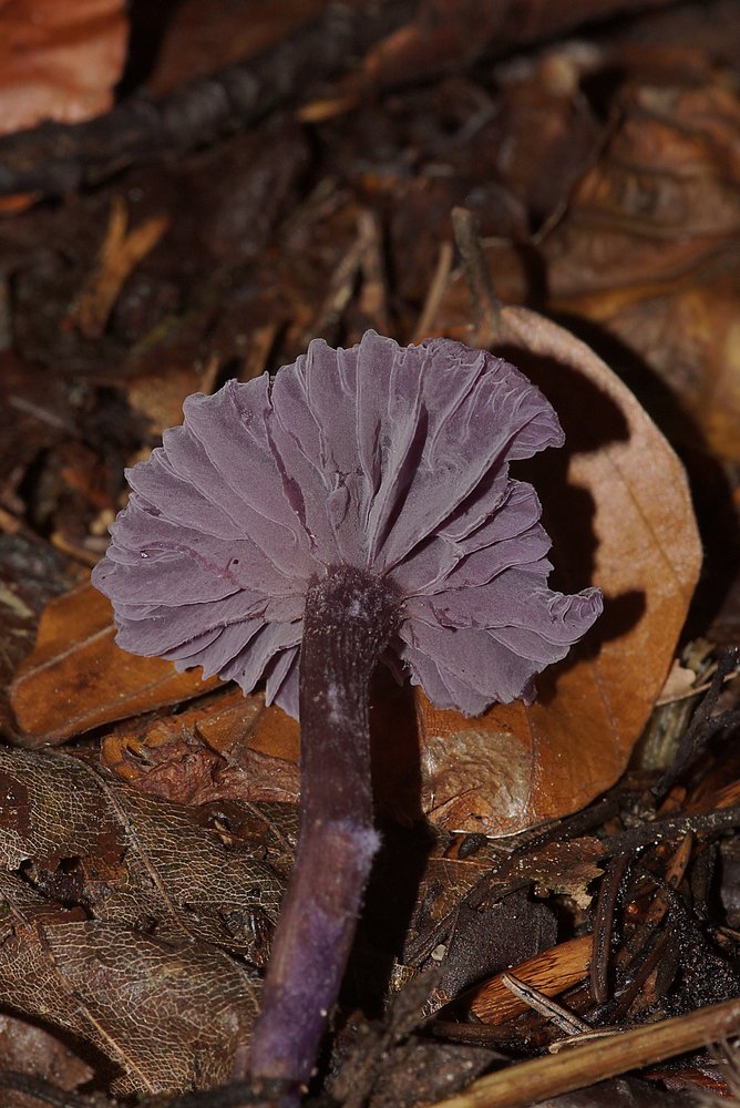 Amethystblauen Lacktrichterling-1-b.jpg