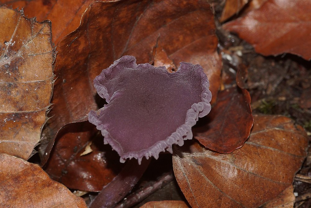 Amethystblauen Lacktrichterling-1.jpg