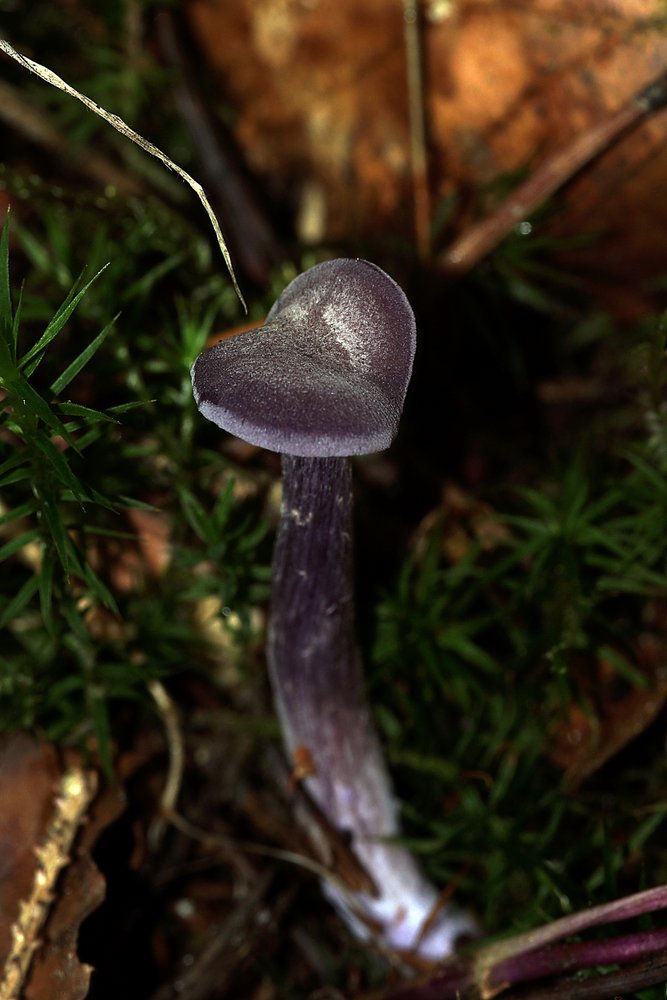 Amethystblauen Lacktrichterling-b.jpg