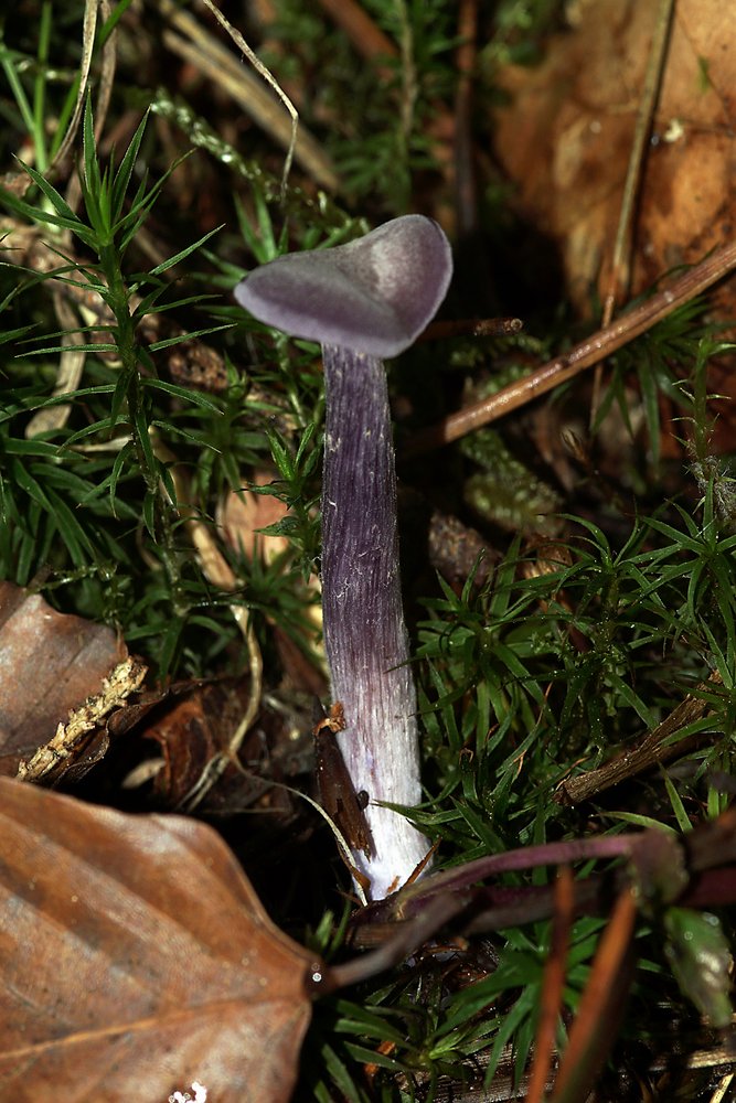 Amethystblauen Lacktrichterling.jpg