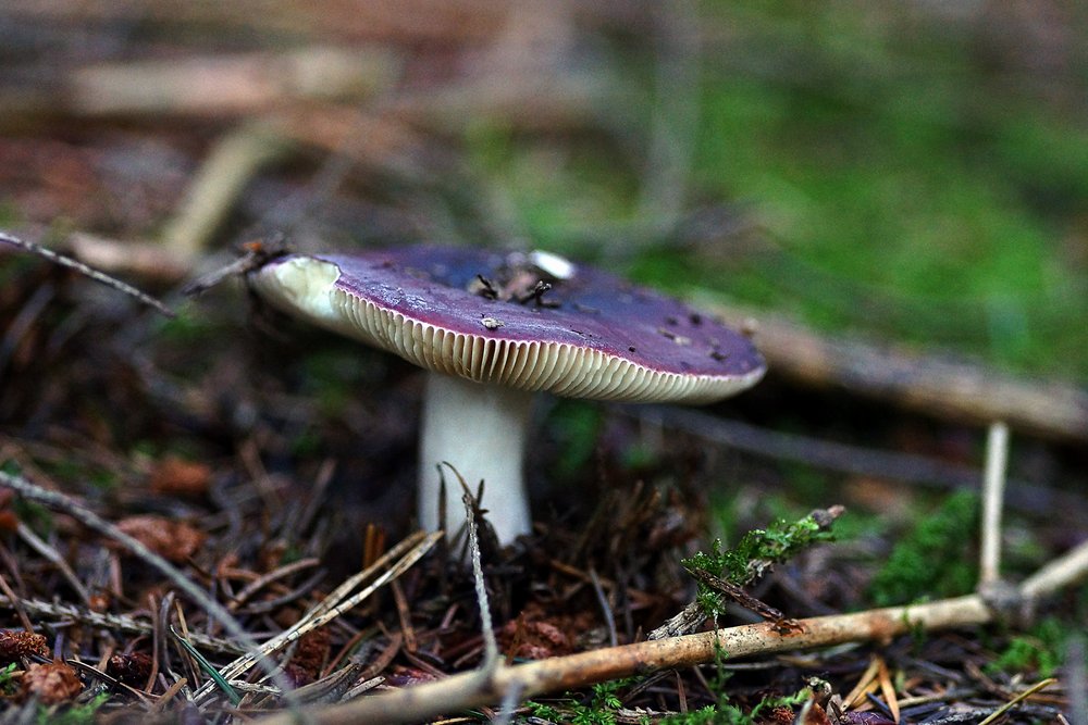 Amethysttaeubling-b.jpg