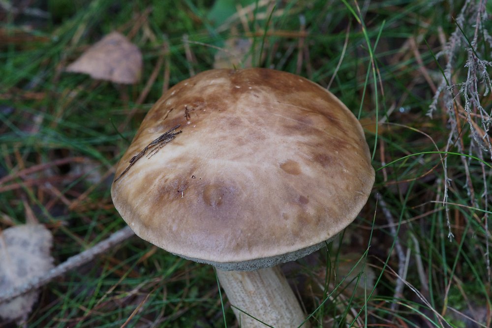 Birkenpilz-a.jpg