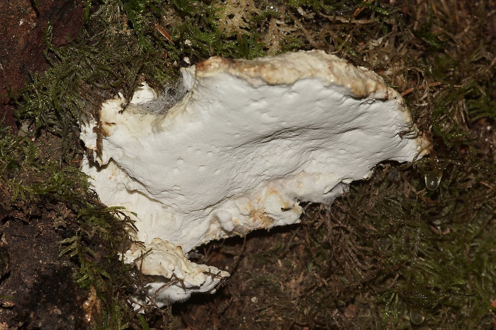 Bitterer Saftporling-b.jpg