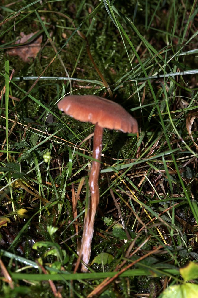 Braunroter Lacktrichterling-a.jpg