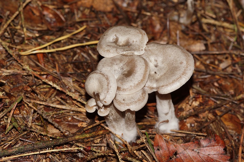 C. ditopa.jpg