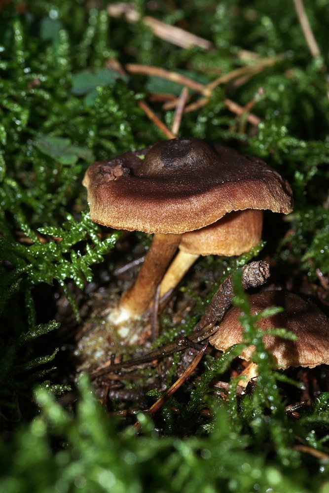 Cortinarius Dermalicorius-a.jpg