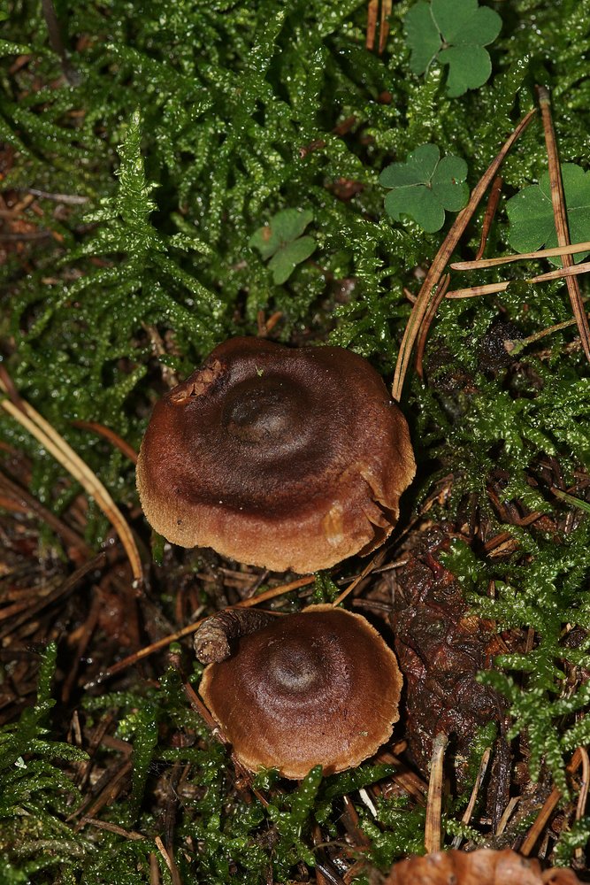 Cortinarius Dermalicorius.jpg