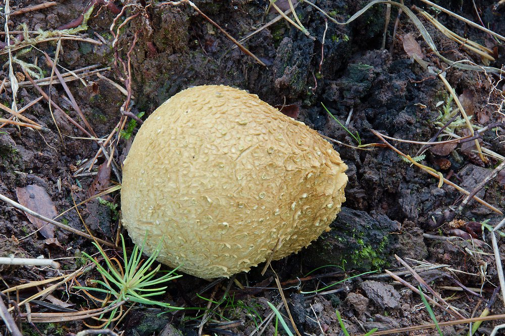 Dickschaliger Kartoffelbovist.jpg