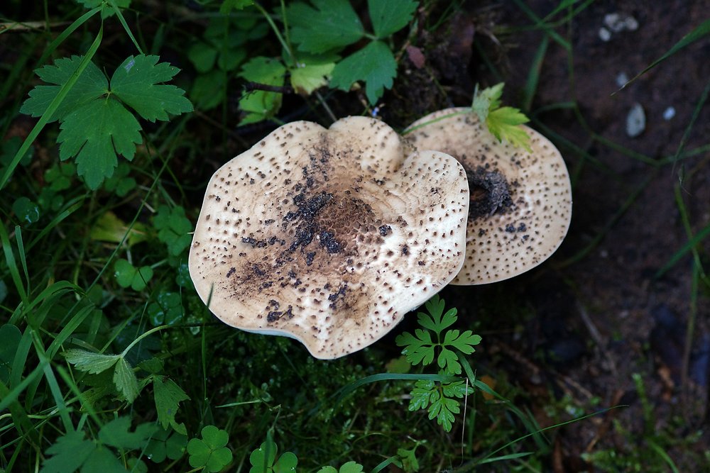 Echinoderma.jpg