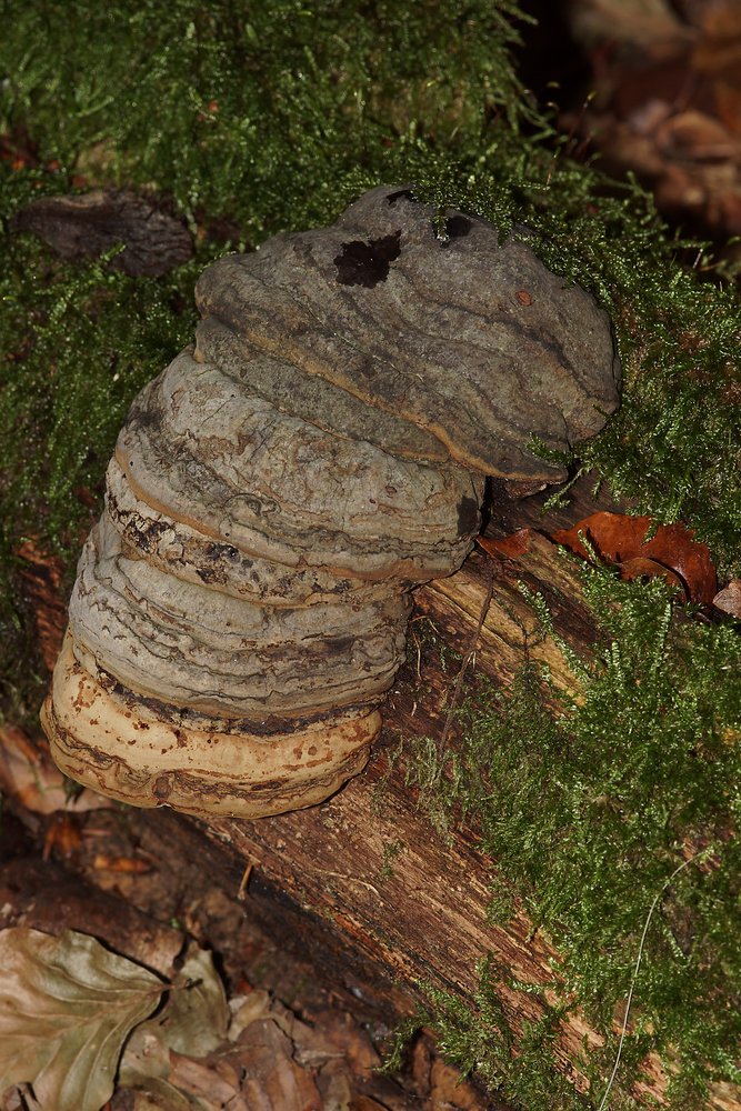 Echte Zunderschwamm Fomnes fomentarius-a.jpg