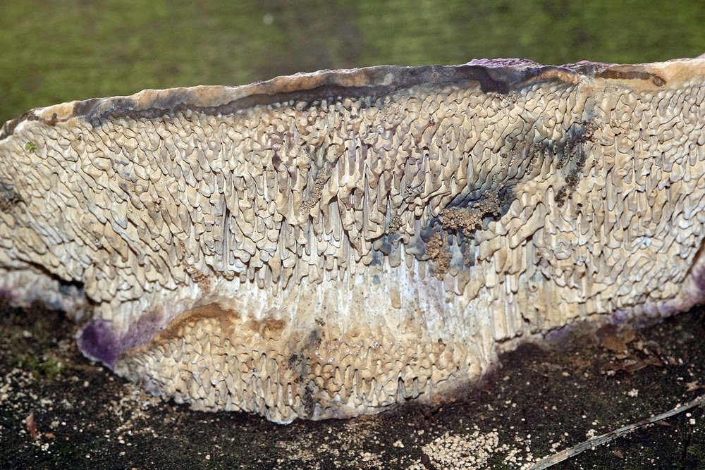 Eichenwirrling-a.jpg