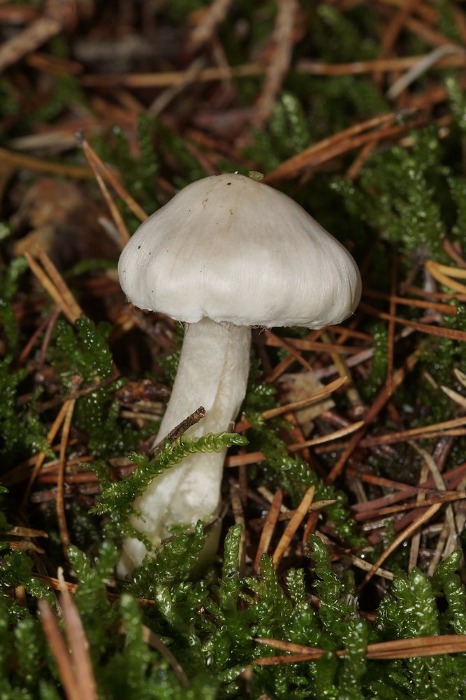 Faelbling Hebeloma-a.jpg