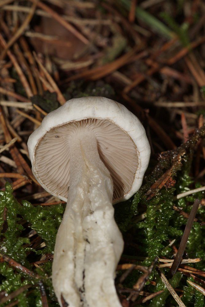Faelbling Hebeloma-b.jpg