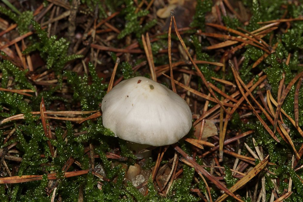 Faelbling Hebeloma.jpg
