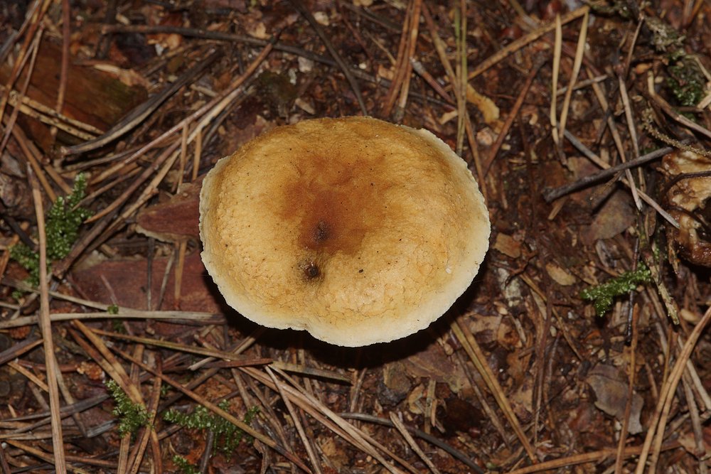 Falscher Pfifferling Hygrophoropsis aurantiaca.jpg