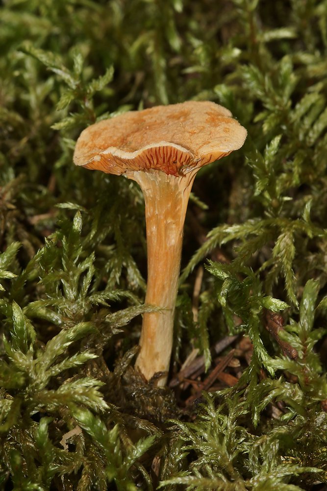 Falscher Pfifferling-a.jpg