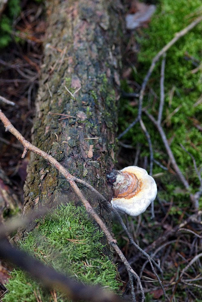 Fichtenporling Fomitopsis pinicola-1.jpg