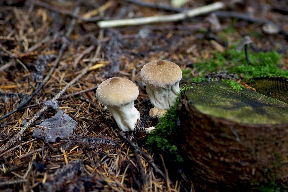 Flaschenbovist.jpg