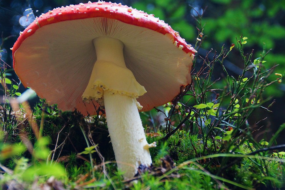 Fliegenpilz-002.jpg