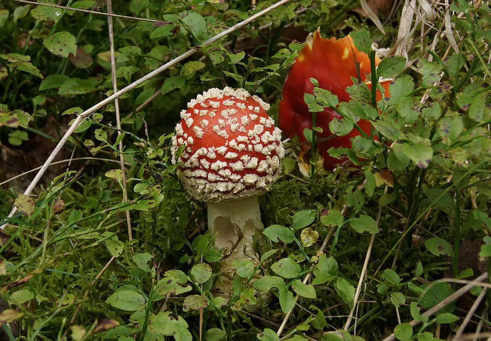 Fliegenpilz-003.jpg