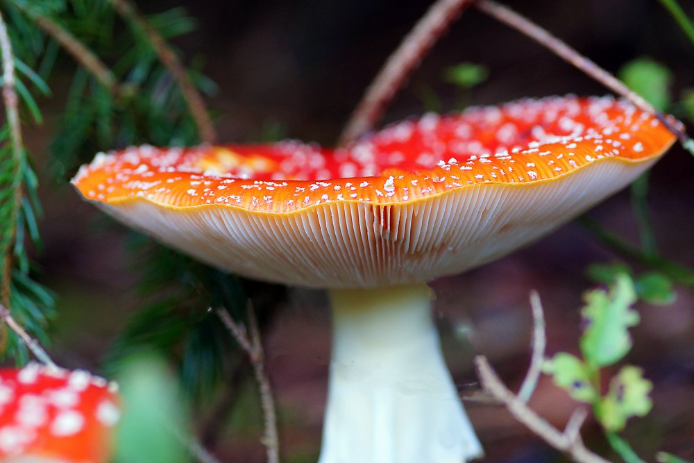 Fliegenpilz-004.jpg