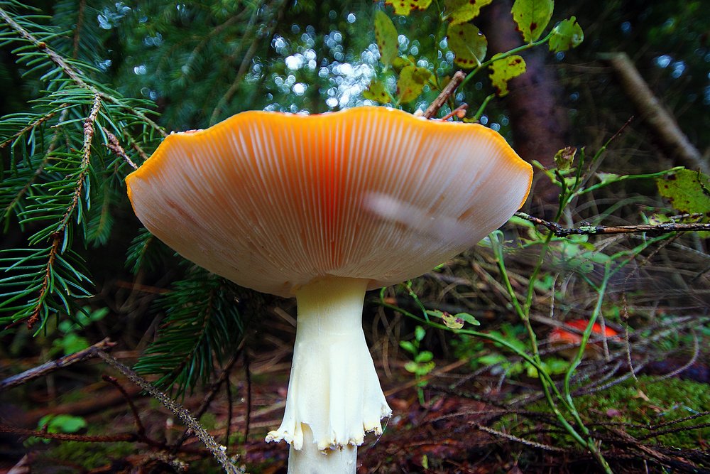 Fliegenpilz-006.jpg