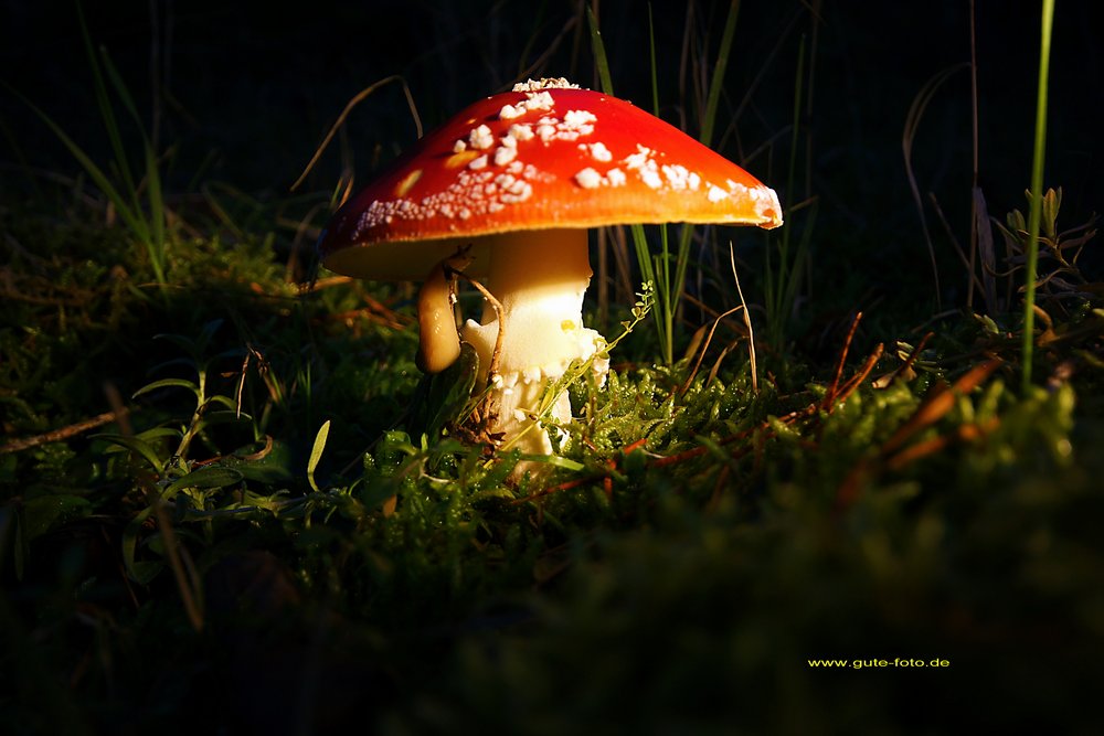 Fliegenpilz-01.jpg