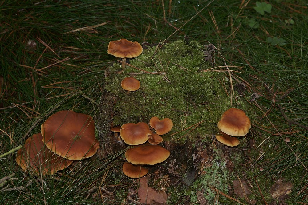 Geflecktblaettrige Flaemmling.jpg