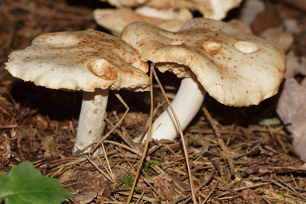 Gefleckte Ruebling Rhodocollybia maculata-a.jpg