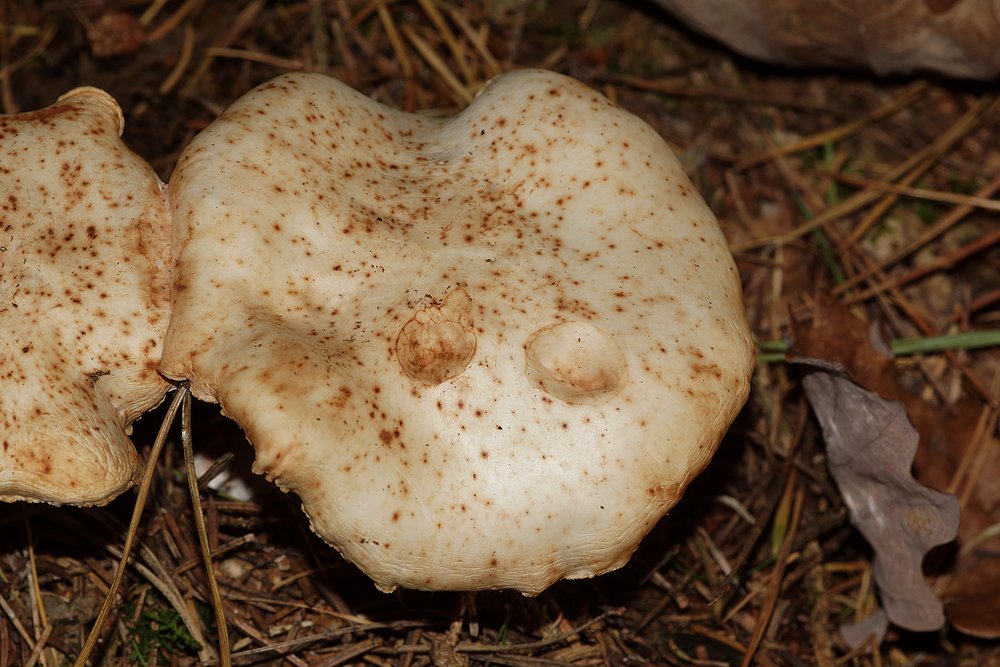 Gefleckte Ruebling Rhodocollybia maculata.jpg