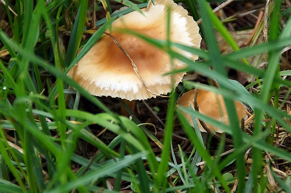 Gelblicher Rasenhaeubling-1-a.jpg