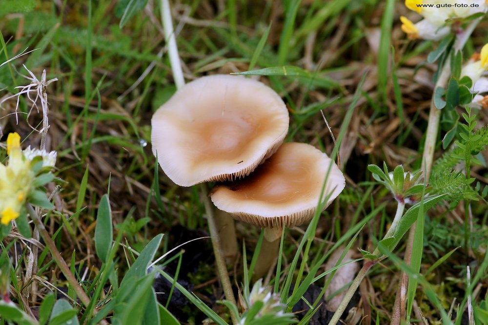 Gelblicher Rasenhaeubling-1-b.jpg