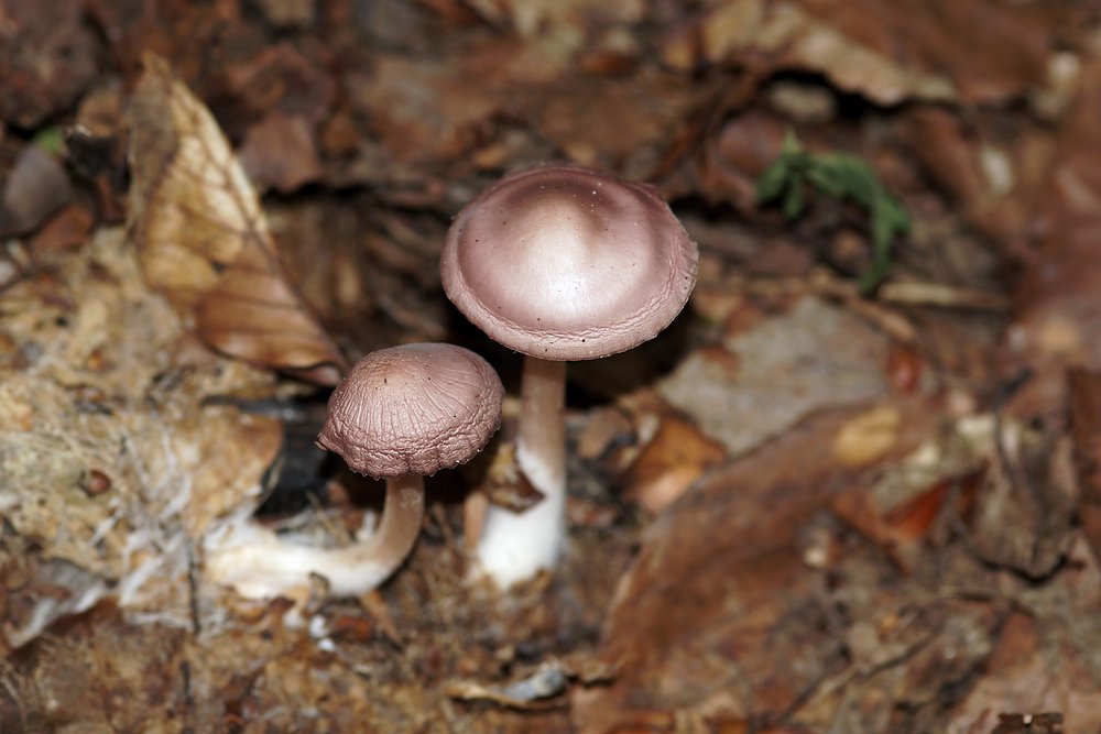 Gemeine Rettich-Helmling.jpg