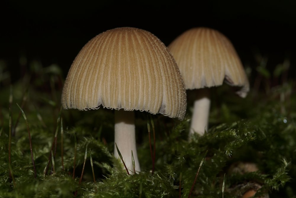 Glimmertintling. Coprinellus micaceus s.l-b.jpg