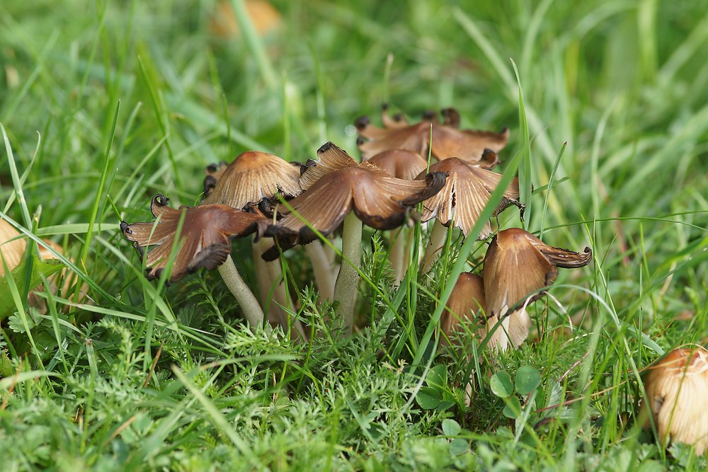 Glimmertintlinge Coprinellus micaceus-a.jpg