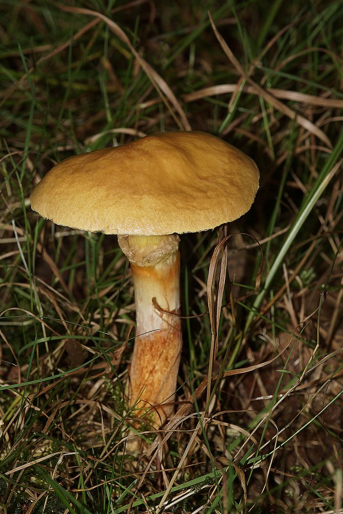 Goldroehrling-a.jpg