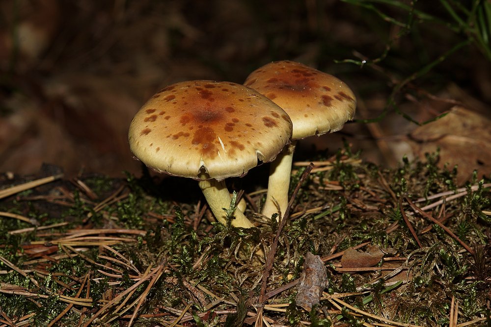 Graublaettriger Schwefelkopf-a.jpg