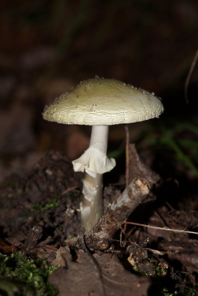 Gruener Knollenblaetterpilz-a.jpg