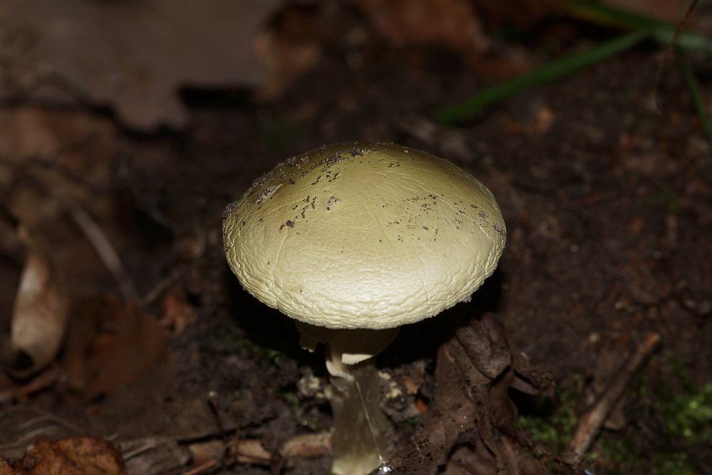 Gruener Knollenblaetterpilz.jpg
